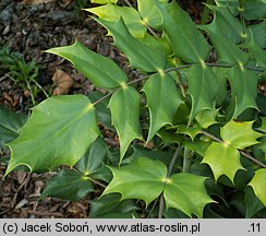 Mahonia japonica (mahonia japońska)