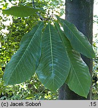 Magnolia obovata (magnolia szerokolistna)