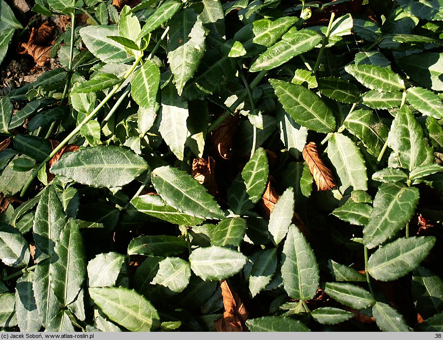 Euonymus fortunei Tustin