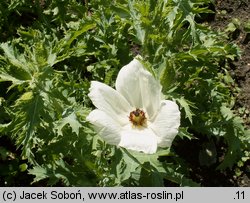 Argemone grandiflora (argemon wielkokwiatowy)