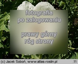 Argemone grandiflora (argemon wielkokwiatowy)