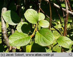 Salix nakamurana ssp. yezoalpina (wierzba Nakamury jezońska)