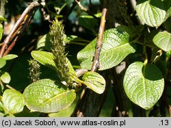 Salix nakamurana ssp. yezoalpina (wierzba Nakamury jezońska)