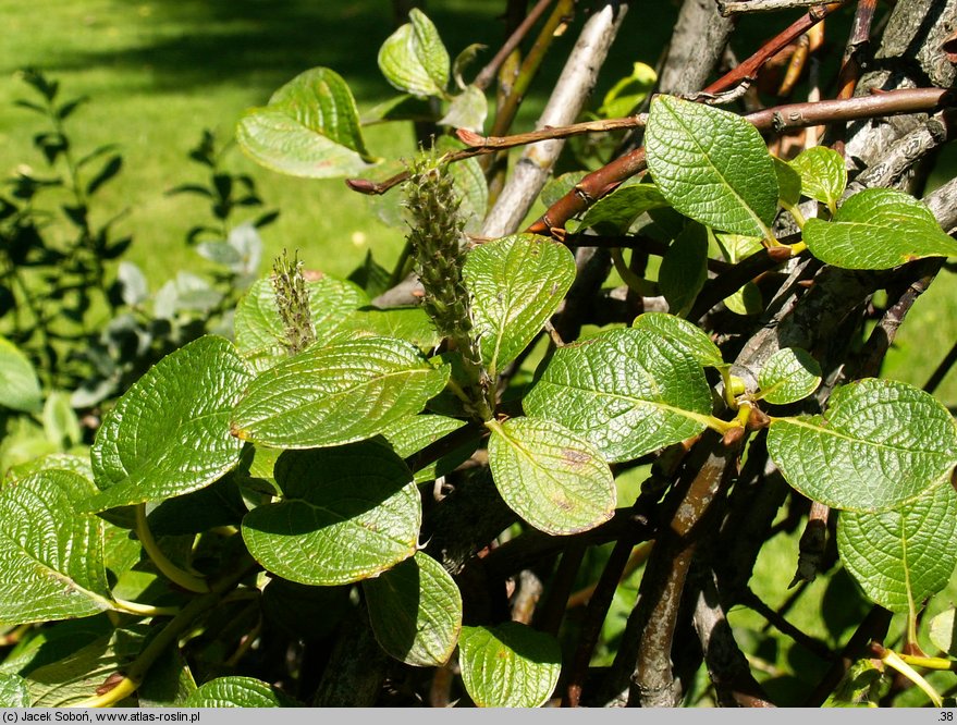 Salix nakamurana ssp. yezoalpina (wierzba Nakamury jezońska)