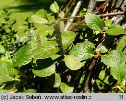 Salix nakamurana ssp. yezoalpina (wierzba Nakamury jezońska)