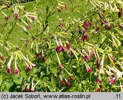 Nicotiana ×sanderae (tytoń Sandera)