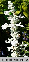 Salvia farinacea (szałwia omączona)