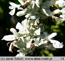 Salvia farinacea (szałwia omączona)