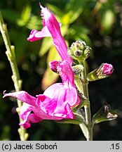 Salvia microphylla (szałwia drobnolistna)