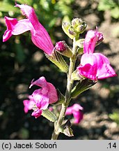 Salvia microphylla (szałwia drobnolistna)