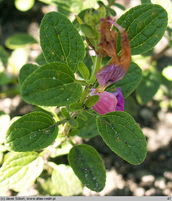 Salvia microphylla (szałwia drobnolistna)