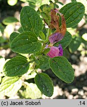 Salvia microphylla (szałwia drobnolistna)