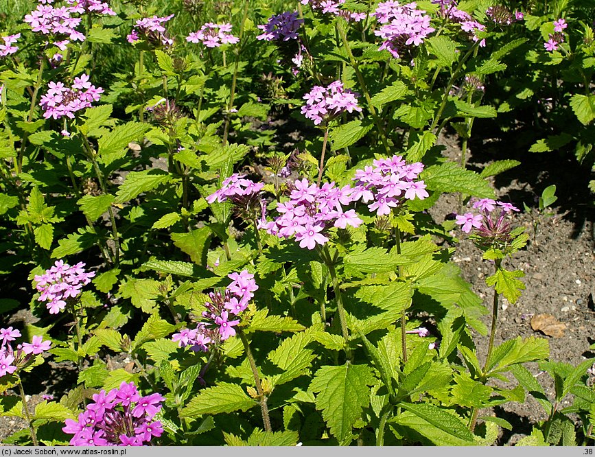 Verbena canadensis (werbena kanadyjska)