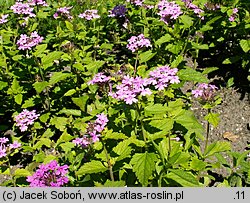 Verbena canadensis (werbena kanadyjska)