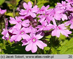 Verbena canadensis (werbena kanadyjska)