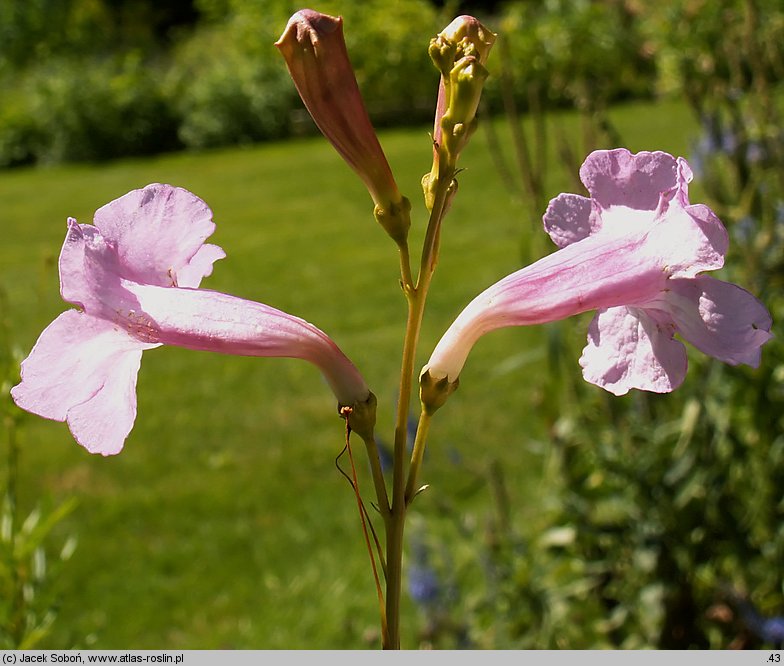 Incarvillea olgae (inkarwilla Olgi)