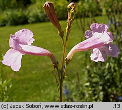 Incarvillea olgae (inkarwilla Olgi)