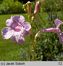 Incarvillea olgae (inkarwilla Olgi)