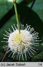 Cephalanthus occidentalis (guzikowiec zachodni)