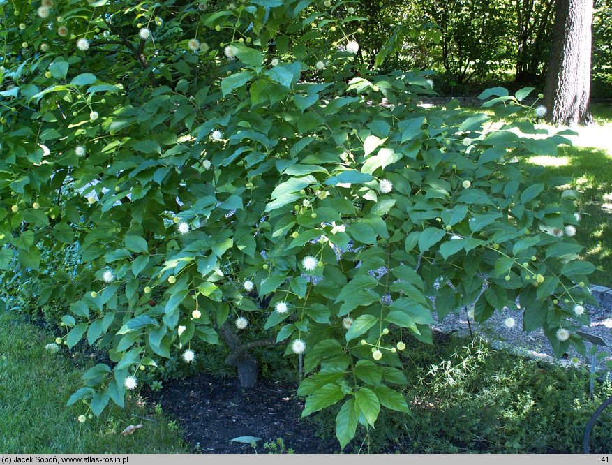 Cephalanthus occidentalis (guzikowiec zachodni)