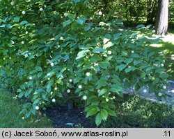 Cephalanthus occidentalis (guzikowiec zachodni)