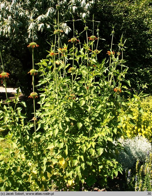 Leonotis nepetifolia (leonotis kocimiętkolistny)