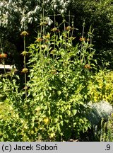 Leonotis nepetifolia (leonotis kocimiętkolistny)