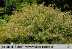 Indigofera heterantha (indygowiec himalajski)