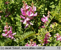 Indigofera heterantha (indygowiec himalajski)