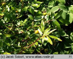 Rosa nitida (róża lśniaca)