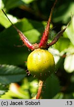 Rosa nitida (róża lśniaca)