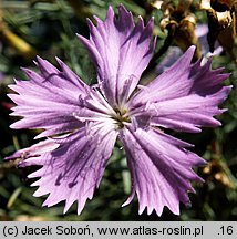 Dianthus nardiformis (goździk bliźniczkowaty)