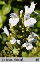 Micromeria thymifolia