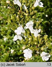 Micromeria thymifolia