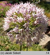 Eucomis comosa (eukomis czubaty)