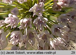 Eucomis comosa (eukomis czubaty)