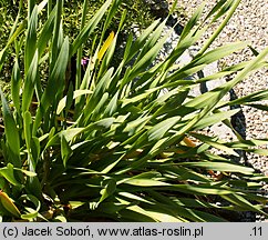 Eucomis comosa (eukomis czubaty)