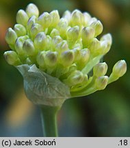 Allium senescens ssp. glaucum (czosnek sinawy)