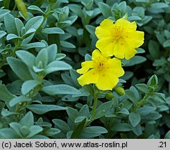 Helianthemum lunulatum