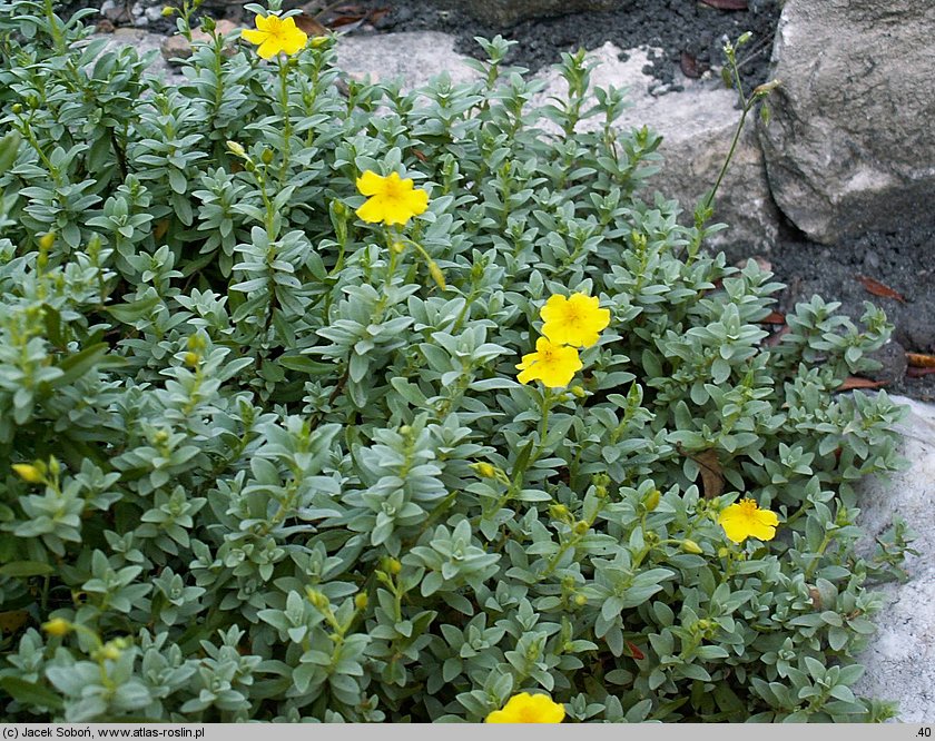 Helianthemum lunulatum