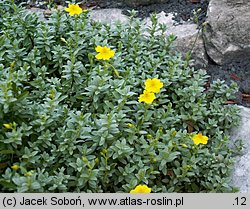 Helianthemum lunulatum