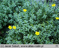 Helianthemum lunulatum