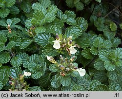 Teucrium pyrenaicum (ożanka pirenejska)