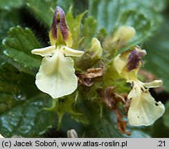 Teucrium pyrenaicum (ożanka pirenejska)