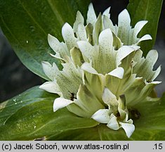 Gentiana triflora (goryczka trójkwiatowa)