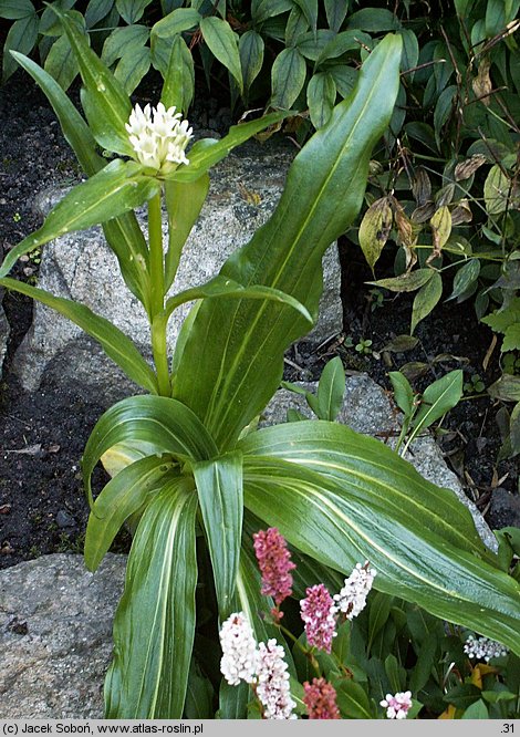 Gentiana triflora (goryczka trójkwiatowa)