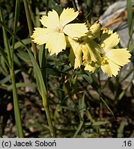 Dianthus knappii