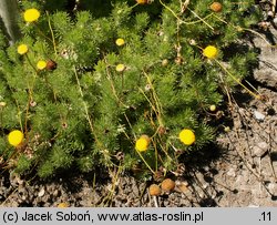 Cotula hispida (kotula owłosiona)