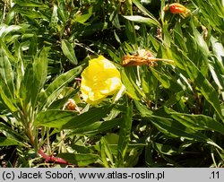 Oenothera macrocarpa (wiesiołek ozdobny)