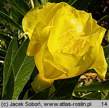 Oenothera macrocarpa (wiesiołek ozdobny)